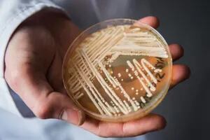 La rápida propagación de un hongo mortal pone en alerta a las autoridades sanitarias en EE.UU.
