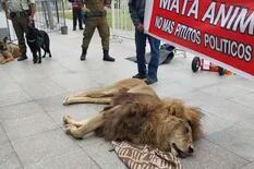 Dejaron a un león muerto frente al palacio presidencial de Chile