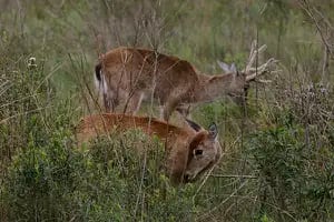 Bella y en peligro de extinción, una especie recupera su lugar en los Esteros