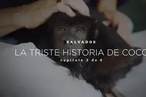 Así es la vida del mono Coco hoy luego de haber sobrevivido al maltrato animal