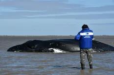 Murió una ballena varada en San Clemente del Tuyú y crece la preocupación en la región