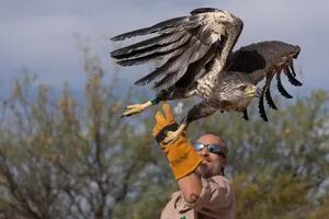 Liberaron a un águila coronada en su hábitat natural, luego de una compleja cirugía de mandíbula