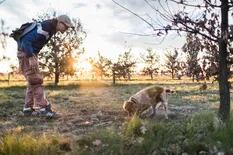 El colombiano que entrena perros para cazar trufas, tesoro gourmet que ahora se consigue en Argentina