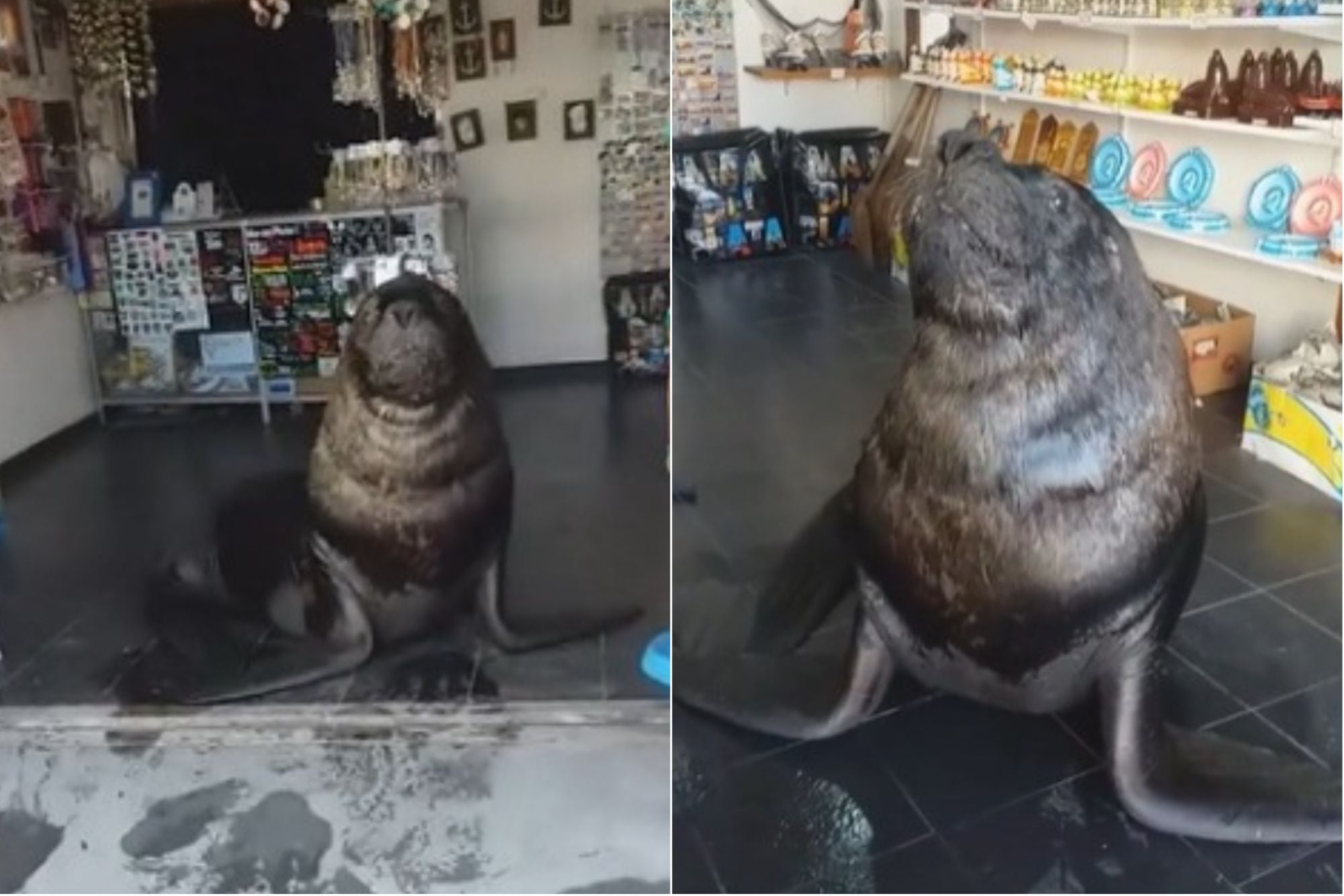 Un lobo marino se metió en un local del puerto de Mar del Plata y generó un insólito intercambio con un usuario