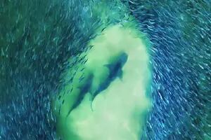 Nueva York suma drones para detectar tiburones en sus playas