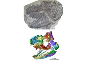 Fósil y reconstrucción del cráneo fósil del antiguo anfibio