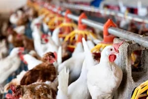 La Argentina reanuda exportaciones tras los casos de gripe aviar