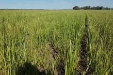 Córdoba: relevan daños en el trigo por las últimas heladas