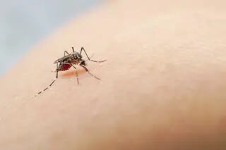Se registraron 79 muertos y 120.000 infectados por dengue desde agosto de 2023