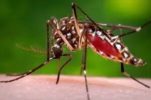 Curiosidades y hábitos del Aedes Aegypti, el mosquito que transmite el dengue