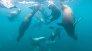 La increíble experiencia de nadar con lobos marinos en Puerto Madryn - LA  NACION