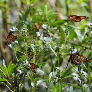 Enjambre de mariposas monarca del sur en la Reserva Ecológica Costanera Sur
