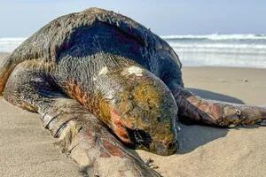 Una tortuga muerta en las costas de Oregon generó conmoción por lo que había arrastrado
