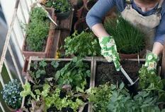 El ABC para empezar a cultivar tus propias verduras