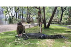 Encuentran cocodrilo gigante de más de tres metros en un parque de Australia