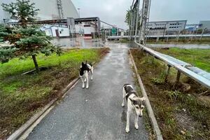 El hallazgo en los perros de Chernobyl que sorprendió a los científicos: “Fue un hito para nosotros”