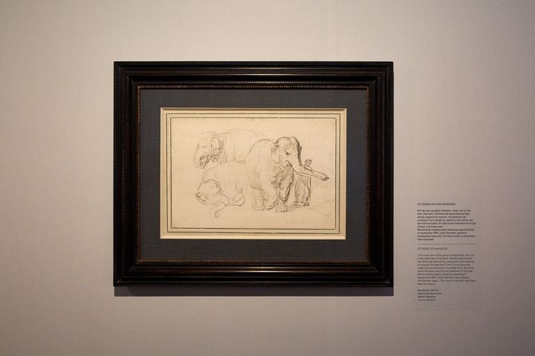 Un dibujo en tiza negra, probablemente de 1641, en la casa-museo de Rembrandt en Ámsterdam; la exposición "Hansken, la elefanta de Rembrandt" explora la vida errante y la muerte prematura de este animal que se convirtió en un espectáculo para la Europa del siglo XVII