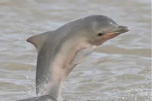 Delfines de Guayana