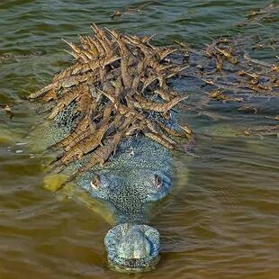 Con 100 crías sobre el su cuerpo, este cocodrilo macho nada en las aguas de un río del norte de la India