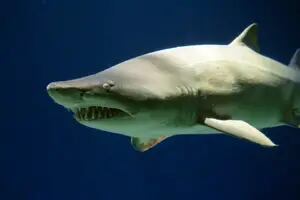 El tiburón que habita el Mar Argentino y está en peligro crítico de extinción, según un informe global