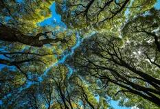 El extraordinario fenómeno de los árboles tímidos