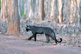 El leopardo negro fotografiado de perfil por una familia durante su primera salida de safari