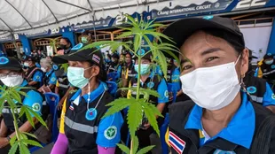 Las autoridades de Tailandia han regelado un mlllón de plantas de cannabis para incentivar su cultivo