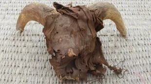 Más de 2000 cabezas de carnero momificadas fueron parte de una misteriosa ofrenda