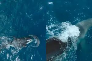 El impactante video que muestra cómo una orca se devora en pocos segundos a un tiburón blanco