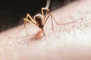Estos son los elementos infalibles para ahuyentar a los mosquitos de casa