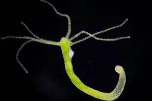 La hidra es un grupo de pequeños invertebrados con cuerpos blandos que se parecen un poco a las medusas
