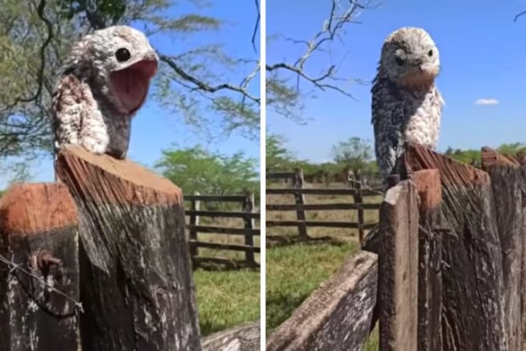 En un video que se viralizó en los últimos días, el ave conocido como "fantasma" o "estaca" descansa sobre un poste de madera