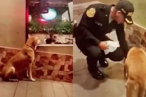 El tierno gesto de un policía con un perro hambriento que miraba la comida detrás de una vidriera