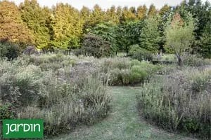 10 plantas fáciles para un jardín silvestre