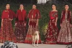 Un perro callejero se robó todas las miradas en un exclusivo desfile de moda