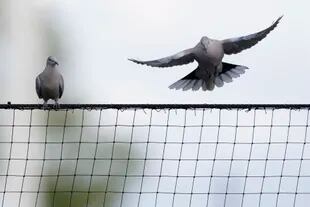 Las palomas sufren este virus (AP Foto/Ashley Landis)