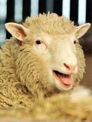 Dolly, la primera oveja nacida por clonación