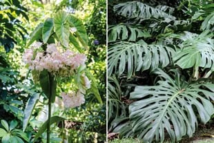 8 especies para convertir tu patio oscuro en un oasis tropical - LA NACION