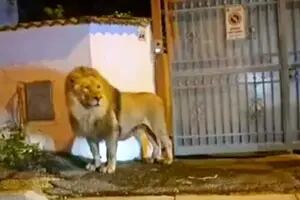Un león se escapó de un circo cerca de Roma y puso en alerta a la ciudad durante horas