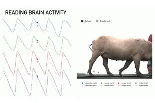 Para uno de los cerdos que tiene el chip implantado la compañía mostró los impulsos cerebrales asociados a caminar, y los que simula una computadora; un chip podría disparar descargas en el cerebro que estimulen las neuronas correctas y permitan caminar a una persona (o un cerdo, en este caso) con p
