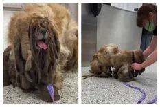 Antes y después: la increíble transformación de un perro rescatado con el pelo como el de una oveja