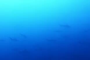 Los buzos habían llegado al lugar porque habían visto un gran banco de tiburones el día anterior