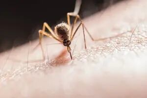 Los factores por los que los mosquitos pican más a unos que a otros y cómo combatirlos