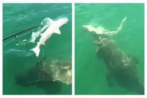 El terrorífico momento en el que una criatura gigante devora un tiburón