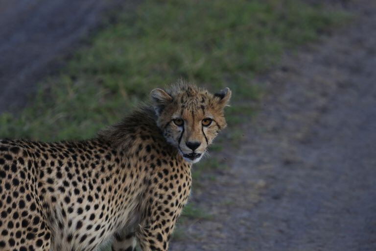 Un guepardo en el parque nacional del Serengeti en el norte de Tanzania