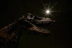 Subastan un esqueleto de gorgosauro por más de 6 millones de dólares