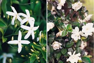 Izquierda:Jazmín azórico (Jasminum azoricum). Derecha: Jazmín del Cabo (Gardenia augusta).
