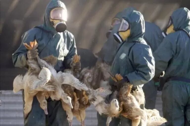 Continúa el sacrificio de patos en Francia para evitar un brote de gripe aviar