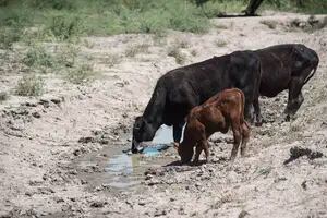 Según la Rural, la sequía hizo perder US$3000 millones a la ganadería y sigue generando estragos