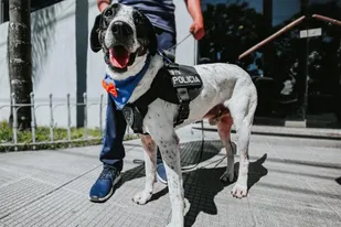 Se jubila con honores "Falopa", el perro policía de Jujuy que se volvió viral